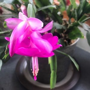 Meet your Posher, Adrienne